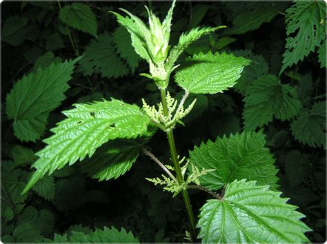 Stinging nettle .